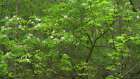 USA, New Jersey, Pine Barrens National Preserve. Close-up of spring tree with foliage and flowers. Art Print